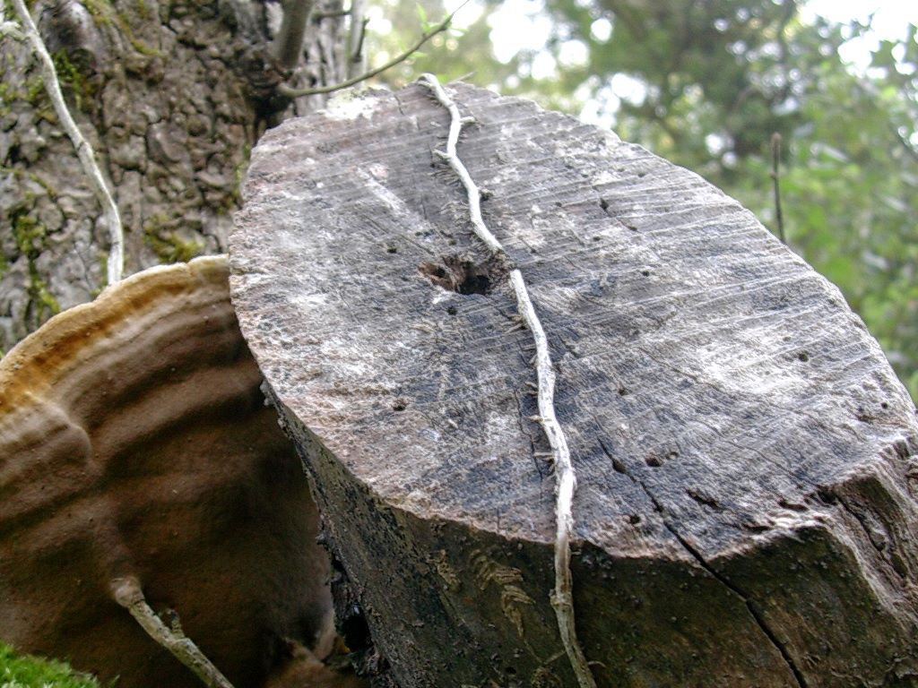 1967 Aprile vecchio ritrovamento